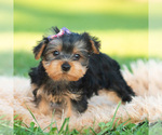Lacey - Female Morkie Puppy for Sale - Photo #2
