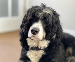 Small Bernedoodle