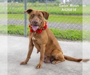 Labrador Retriever Dogs for adoption in Conroe, TX, USA