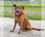 Small Labrador Retriever