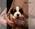 Puppy 8 Saint Bernard