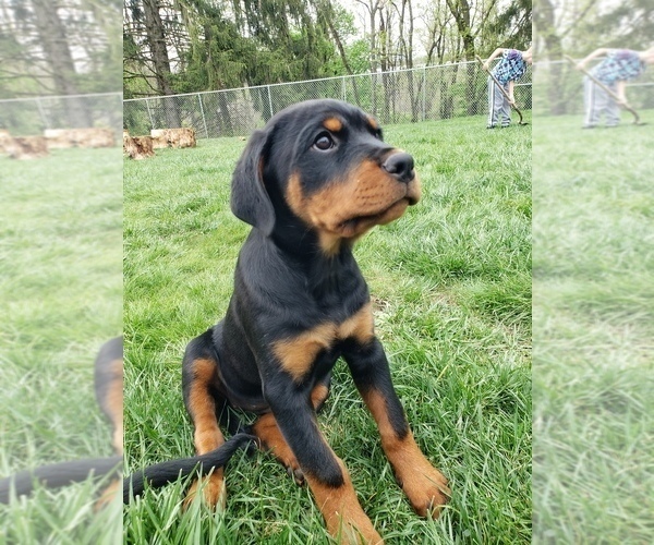 Medium Photo #9 Rottweiler Puppy For Sale in STEUBENVILLE, OH, USA