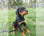 Small Photo #9 Rottweiler Puppy For Sale in STEUBENVILLE, OH, USA