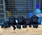 Image preview for Ad Listing. Nickname: Litter of 5