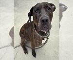 Small Photo #2 Mutt Puppy For Sale in Palmetto, FL, USA