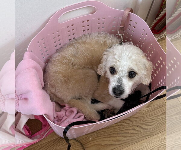 Medium Photo #4 Maltipoo (Miniature) Puppy For Sale in Staten Island, NY, USA
