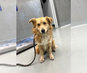 Tibetan Spaniel-Unknown Mix Dogs for adoption in NYC, NY, USA