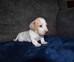 Puppy CREAM PIEBALD Dachshund