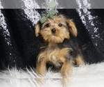 Small #4 Morkie