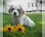 Puppy Timmy Beaglier