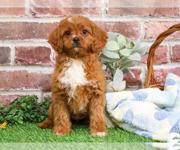 Medium Photo #2 Cavapoo (Miniature) Puppy For Sale in SYRACUSE, IN, USA