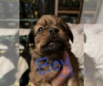 Small Photo #10 Tibetan Terrier-Yorkshire Terrier Mix Puppy For Sale in JACKSONVILLE, FL, USA
