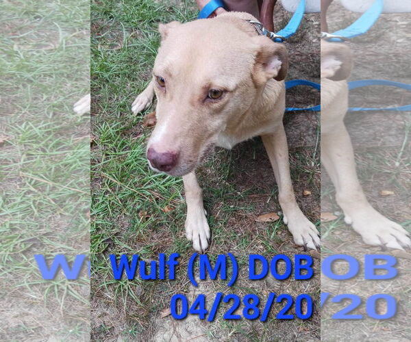 Medium Photo #2 Mutt Puppy For Sale in Farmerville, LA, USA