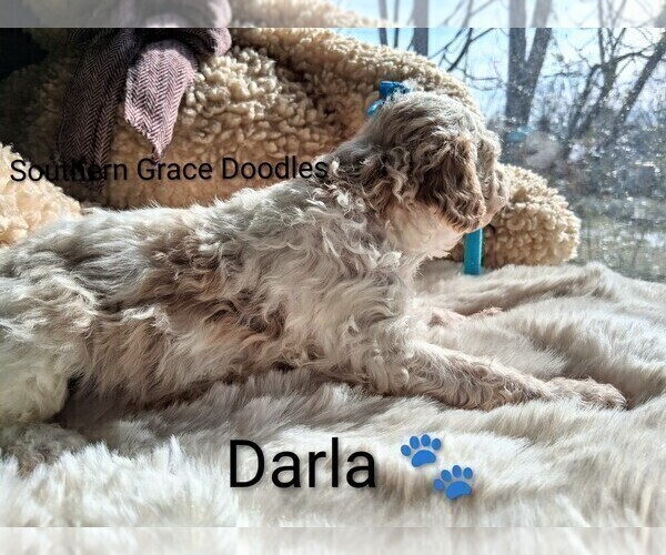 Medium Photo #128 Goldendoodle (Miniature) Puppy For Sale in GASTONIA, NC, USA