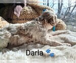 Small Photo #128 Goldendoodle (Miniature) Puppy For Sale in GASTONIA, NC, USA
