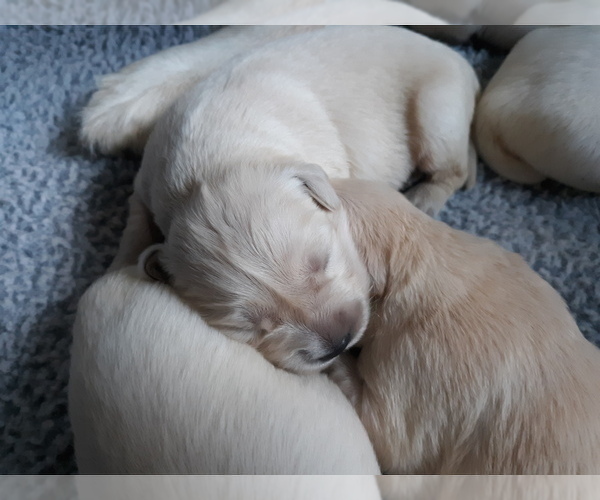 Medium Photo #3 Golden Retriever Puppy For Sale in AIKEN, SC, USA