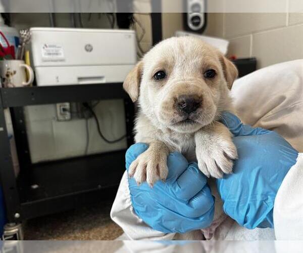 Medium Photo #1 Labrenees Puppy For Sale in Pueblo, CO, USA
