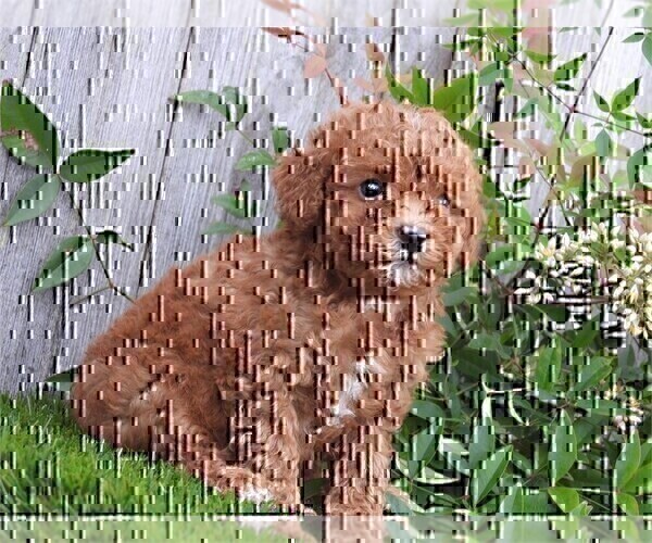 Medium Photo #22 Maltipoo Puppy For Sale in MIAMI BEACH, FL, USA