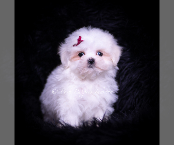 Medium Photo #3 Maltese Puppy For Sale in WARSAW, IN, USA
