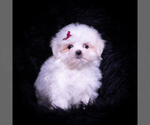 Small #2 Maltese