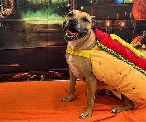 American Staffordshire Terrier-Unknown Mix Dogs for adoption in Raleigh, NC, USA