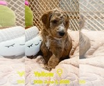 Puppy Yellow Goldendoodle