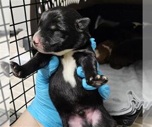 Mutt Dogs for adoption in Bakersfield, CA, USA