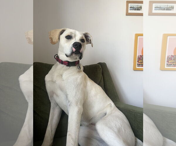 Medium Photo #19 Boxador Puppy For Sale in Princeton, MN, USA