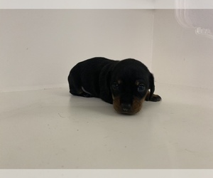 Medium Dachshund