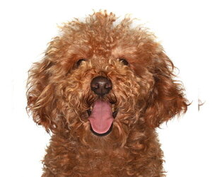 Poodle (Toy) Dogs for adoption in Oakland Park, FL, USA