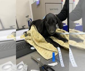 Plott Hound-Unknown Mix Dogs for adoption in Visalia, CA, USA