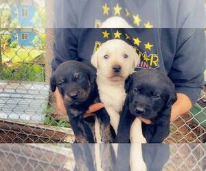 Labrador Retriever Puppy for sale in VANCOUVER, WA, USA