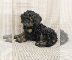 Cavapoo (Miniature)-Goldendoodle Mix Puppy for sale in TOPEKA, KS, USA