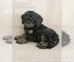 Image preview for Ad Listing. Nickname: Teddy