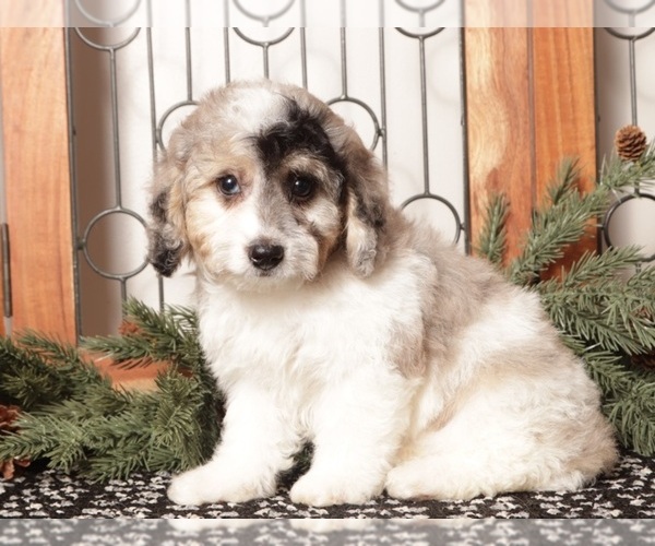 Medium Photo #15 Poochon Puppy For Sale in NAPLES, FL, USA