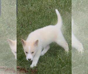 Medium German Shepherd Dog-Siberian Husky Mix