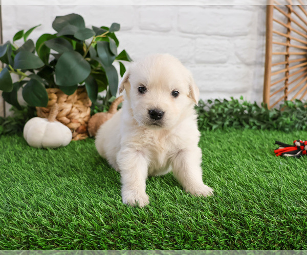 Medium Photo #2 English Cream Golden Retriever Puppy For Sale in SYRACUSE, IN, USA