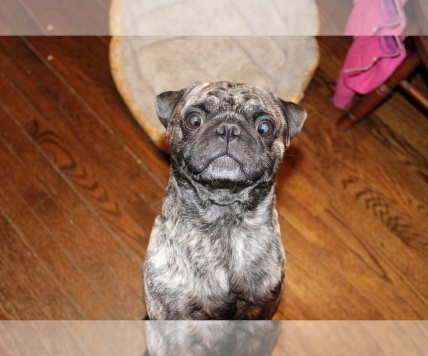 Medium Photo #1 Pug Puppy For Sale in BERWYN, IL, USA