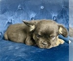 Small Photo #14 French Bulldog Puppy For Sale in CHOCTAW, OK, USA