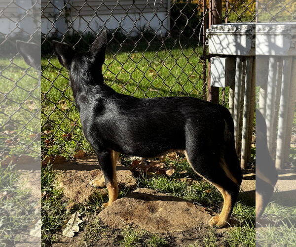 Medium Photo #4 Chihuahua-Unknown Mix Puppy For Sale in Kankakee, IL, USA