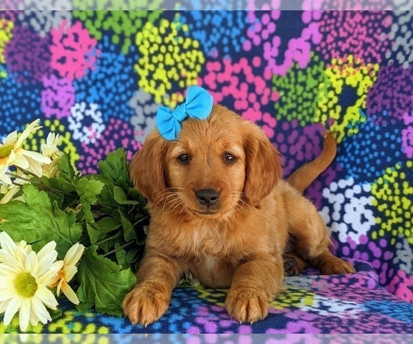 Medium Photo #4 Goldendoodle (Miniature) Puppy For Sale in OXFORD, PA, USA