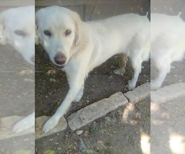 Medium Photo #5 Great Pyrenees Puppy For Sale in Spring, TX, USA