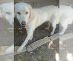 Small #4 Great Pyrenees