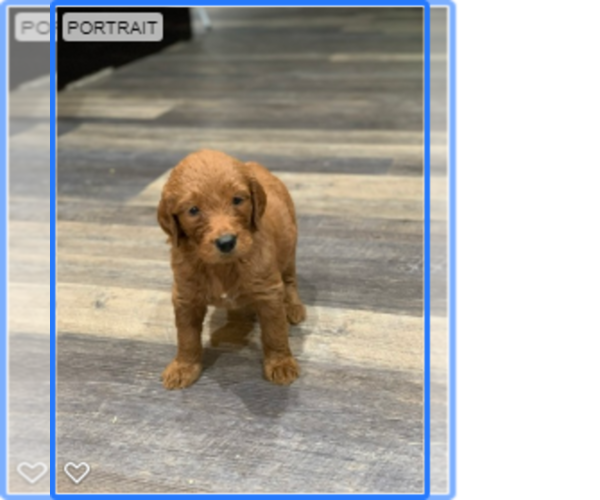 Medium Photo #1 Goldendoodle Puppy For Sale in ELVERTA, CA, USA