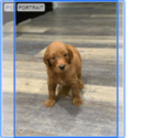 Small Photo #1 Goldendoodle Puppy For Sale in ELVERTA, CA, USA