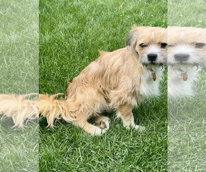 Frankie - Male Border Terrier-Unknown Mix Dog for Adoption - Photo #5