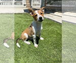 Small Australian Shepherd Mix