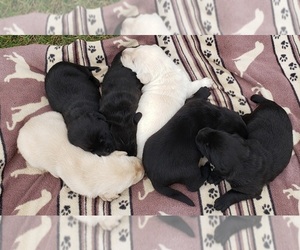 Labrador Retriever Litter for sale in OLYMPIA, WA, USA