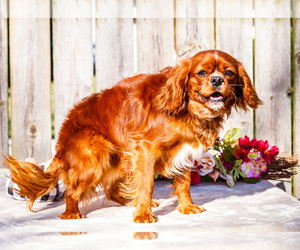 Cavalier King Charles Spaniel Puppy for sale in WAKARUSA, IN, USA