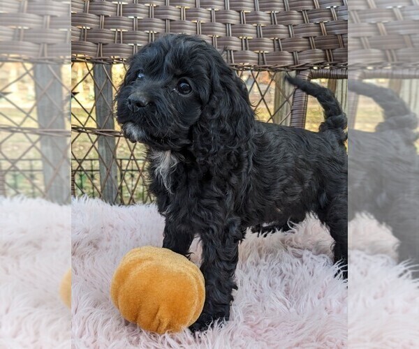 Medium Photo #4 Cock-A-Poo Puppy For Sale in SALEM, MO, USA